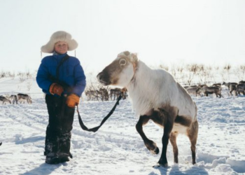 Immersion chez les Samis, migration printanière des rennes (2)