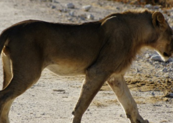 Explorez la culture et la nature sauvage de la Namibie avec le Programme Namibie de l'Odyssée du Papillon.