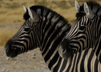 Explorez la culture et la nature sauvage de la Namibie avec le Programme Namibie de l'Odyssée du Papillon.