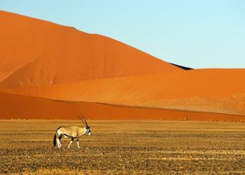 Un cerf au milieu de du désert de Namibie avec les dunes