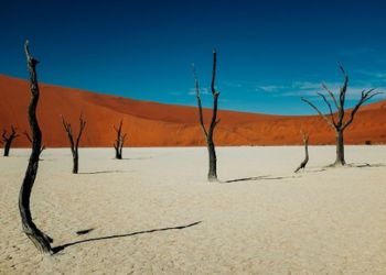 Arbres morts se dressant sur un sol blanc craquelé, avec des dunes de sable orange vif en arrière-plan en Namibie.