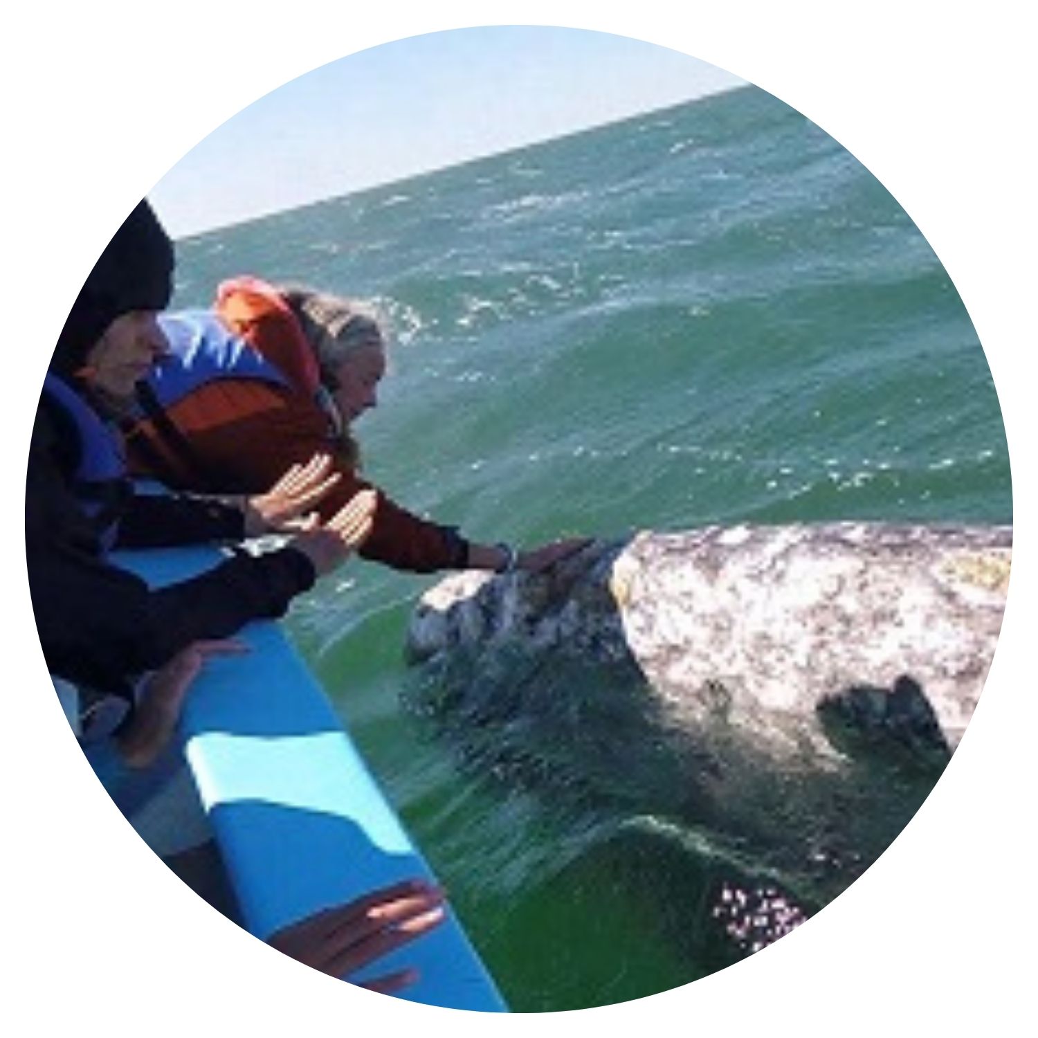 Rencontre magique avec un dauphin en Basse-Californie, alors que deux femmes tendent la main depuis leur bateau pour caresser l'animal joueur.