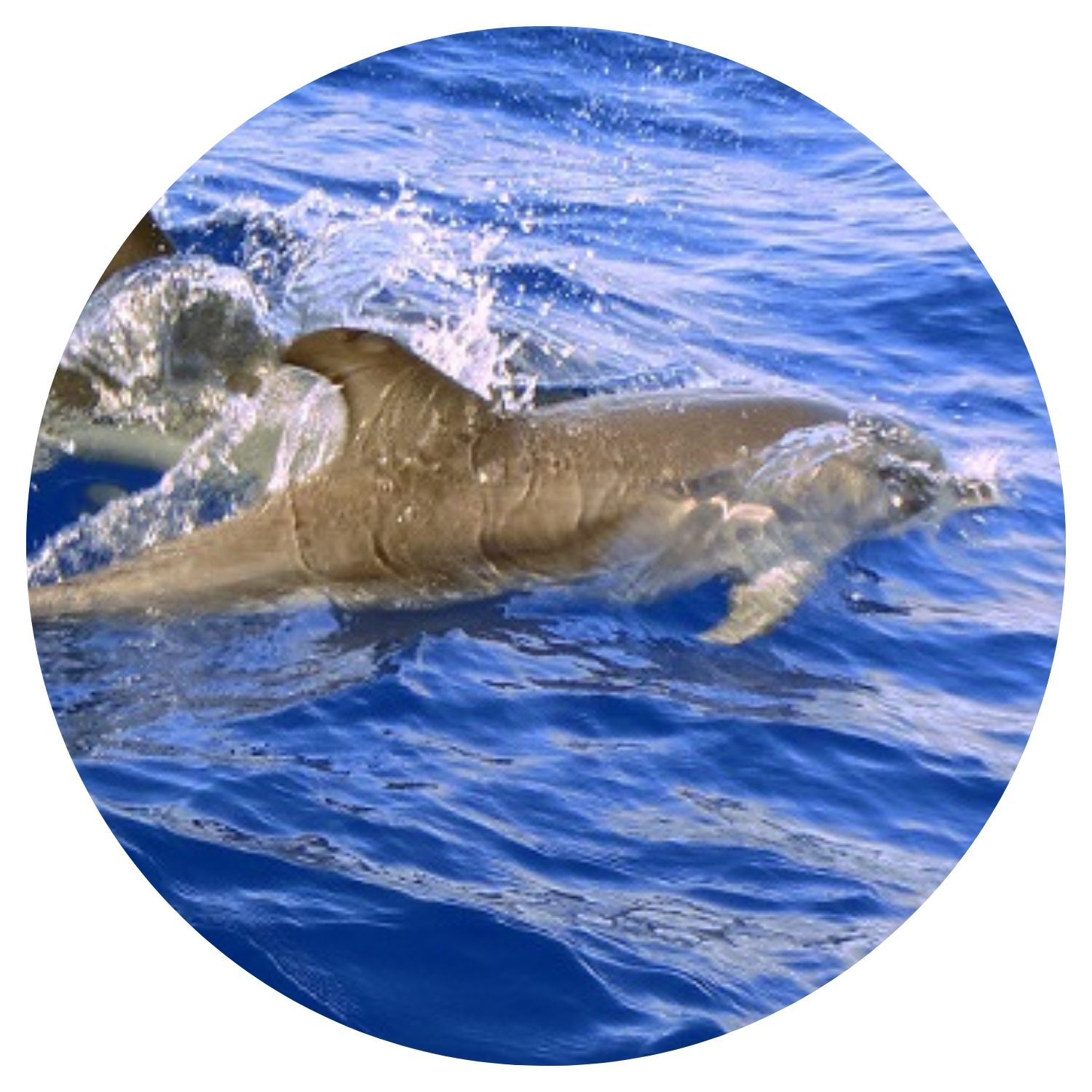 Une majestueuse baleine nage gracieusement dans les eaux cristallines des Açores, capturant l'essence de la vie marine spectaculaire de l'archipel.