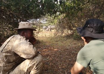 Guide ougandais et voyageur observant la faune