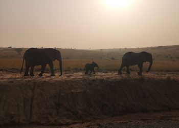 Famille d'éléphants au coucher du soleil dans la savane ougandaise