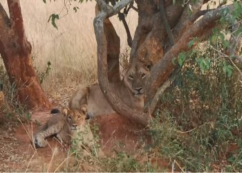 Lions sauvages au repos dans la savane ougandaise - Emotions et découvertes en Afrique