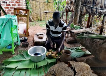 Une personne en Ouganda prépare des aliments traditionnels à l’extérieur sur des feuilles vertes étalées au sol, avec un bassin bleu et d’autres objets autour dans un cadre naturel et traditionnel.