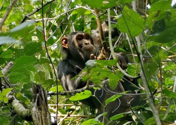 Un chimpanzé assis parmi le feuillage dense d’une forêt, représentant la riche faune de l’Ouganda et les expériences émotionnelles liées à l’exploration et à la découverte.