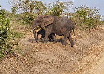 Deux éléphants sur une route de terre en Ouganda, symbolisant la beauté et la découverte de la faune sauvage africaine