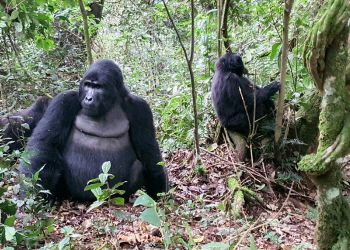 Ouganda, voyage famille