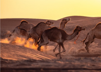 Oman, Voyage privé entre filles, Luxe & Bien-être (4)