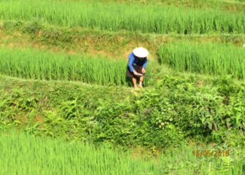 Découvrez la richesse culturelle du Vietnam lors du Voyage Vietnam 2024 avec l'Odyssée du Papillon.