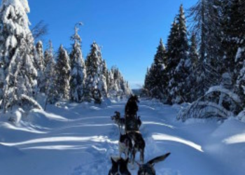 Aventurez-vous en famille en tant que Mushers avec le Programme Famille Mushers de l'Odyssée du Papillon.