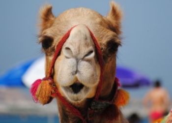 Un chameau décoré avec des ornements colorés sur une plage des Émirats Arabes Unis.