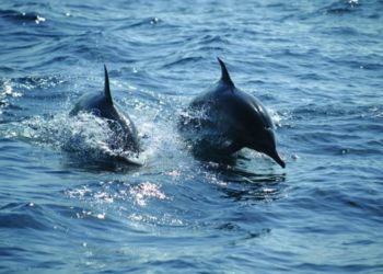 Découvrez les trésors cachés d'Oman avec Odyssée du Papillon - Voyage Oman