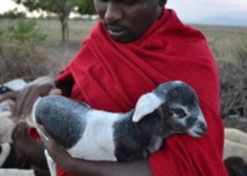 Berger masaï en tenue rouge traditionnelle tenant un agneau noir et blanc.