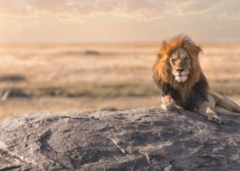 Lion majestueux couché sur un rocher en Tanzanie