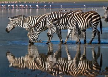 Trois zèbres buvant de l'eau dans un lac avec leur reflet visible dans l'eau, entourés de flamants roses en arrière-plan.