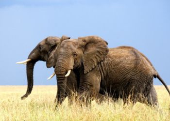 Deux éléphants marchant dans la savane en Tanzanie.