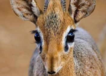 Un dik-dik, petite antilope d'Afrique de l'Est