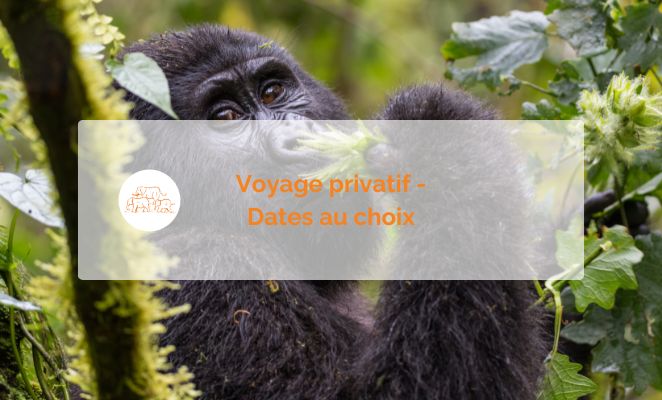 En gros plan, un gorille au regard perçant nous fixe tout en mâchant lentement une branche feuillue. Sa posture calme et assurée, entourée de la végétation luxuriante, crée une scène saisissante, symbole de la puissance tranquille de la faune ougandaise.