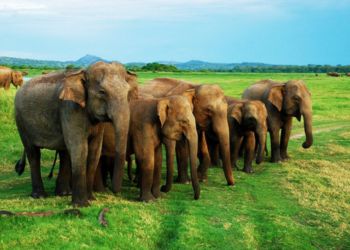 Cinq éléphants dans la nature sauvage du Sri Lanka, capturés lors d'un voyage nature avec Odyssee des Papillons.