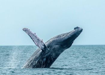 Panama 100% féminin