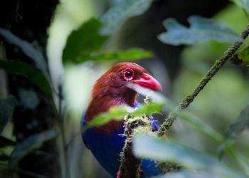 Un oiseau à bec rouge dans la nature du Sri Lanka, capturé lors d'un voyage nature avec Odyssee des Papillons.