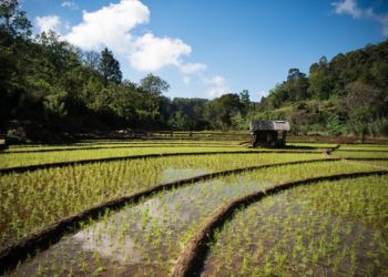 Une vaste étendue de terre de culture de riz au Sri Lanka, capturée lors d'un voyage avec Odyssee des Papillons.