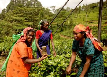 Trois femmes souriantes, habillées en tenues traditionnelles, travaillent leur terre de culture au Sri Lanka.