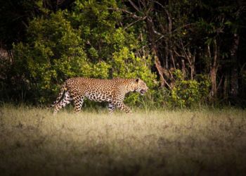 Une mère panthère dans la forêt sauvage du Sri Lanka, capturée lors d'un voyage nature avec Odyssee des Papillons.