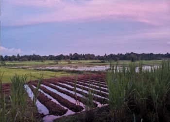 Rizières au coucher du soleil au Sri Lanka, capturées lors d'un voyage immersion avec Odyssee des Papillons.