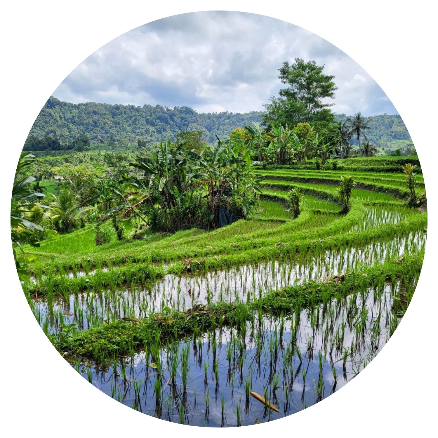 Vue apaisante sur plusieurs hectares de rizières à Bali, offrant une beauté naturelle captivante.