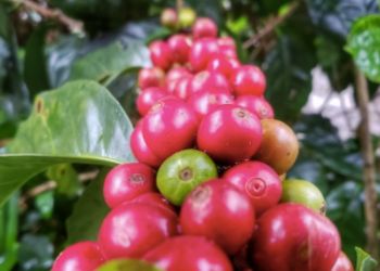 Voyage Panama Famille