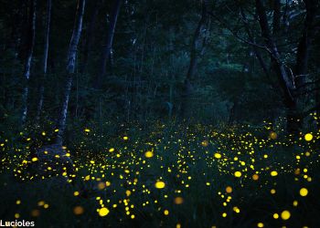 Découvrez le Japon avec Odysée du Papillon