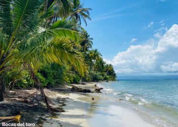 Bocas del toro