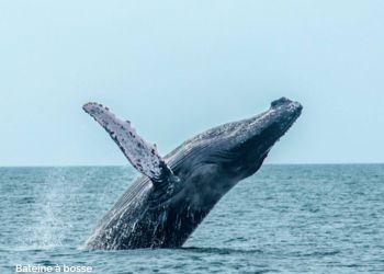 Baleine à bosses