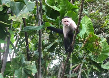 Capucin