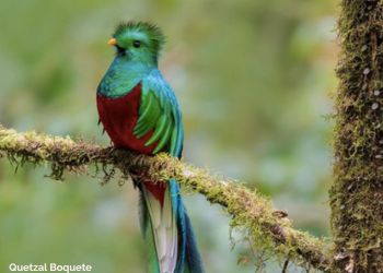 Quetzal