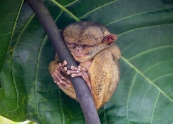 Un tarsier