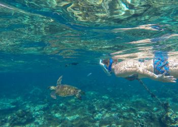 snorkeling pour observer une tortue